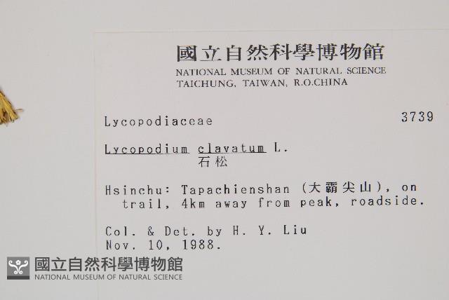 石松藏品圖，第2張