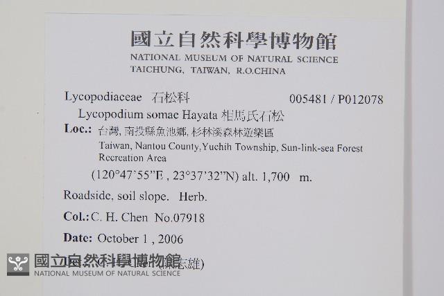 蛇足石杉、千層塔藏品圖，第2張