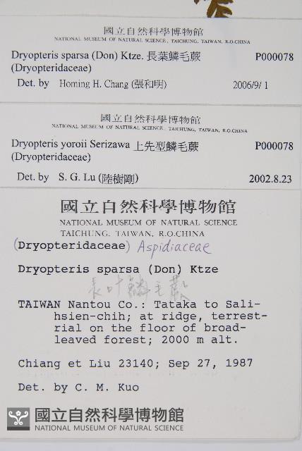 長葉鱗毛蕨藏品圖，第2張