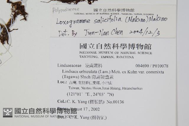 柳葉劍蕨藏品圖，第2張