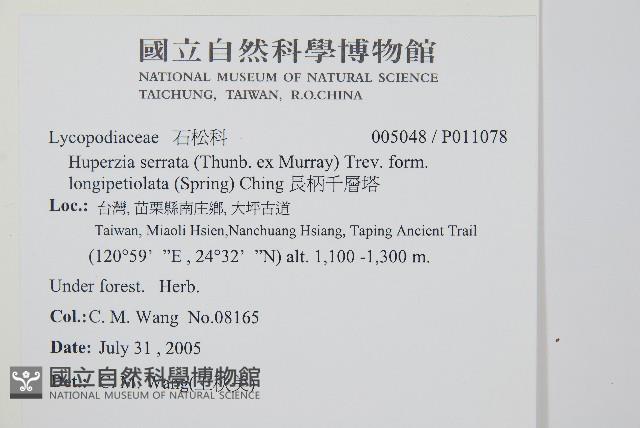 長柄千層塔藏品圖，第2張