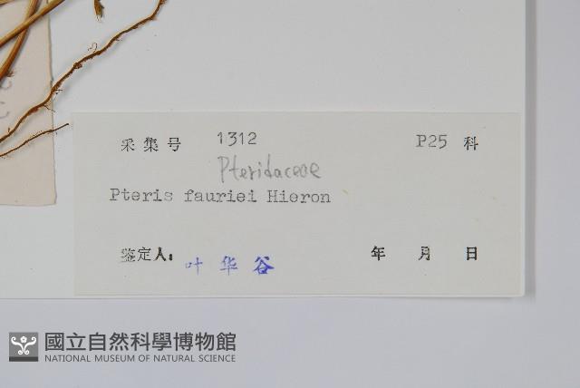 傅氏鳳尾蕨藏品圖，第2張