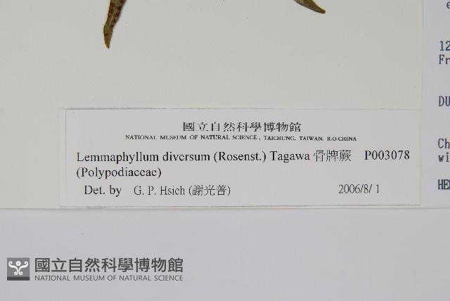 骨牌蕨藏品圖，第2張