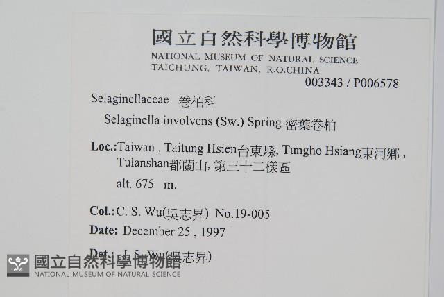 密葉卷柏藏品圖，第2張