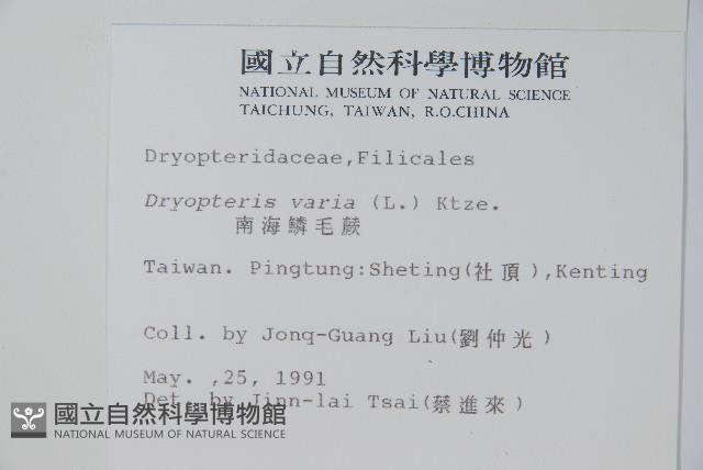 南海鱗毛蕨藏品圖，第2張