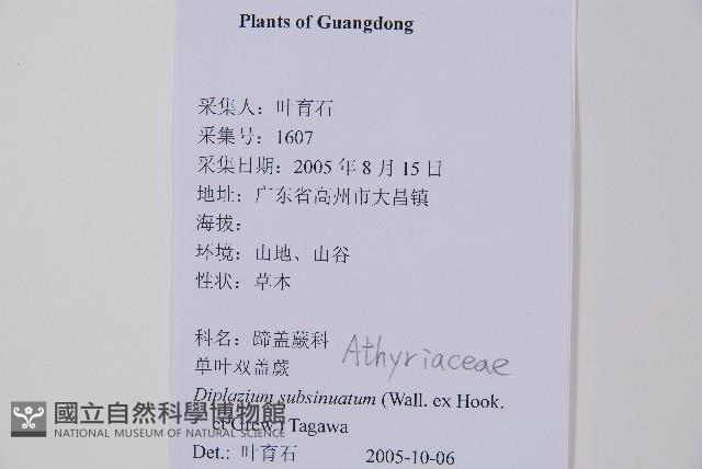 單葉雙蓋蕨藏品圖，第2張