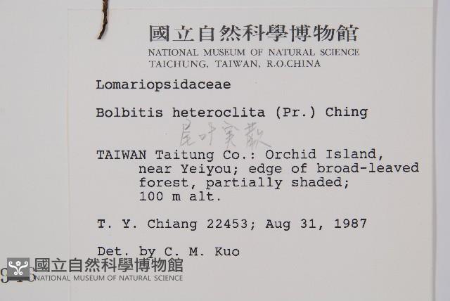 尾葉實蕨藏品圖，第2張