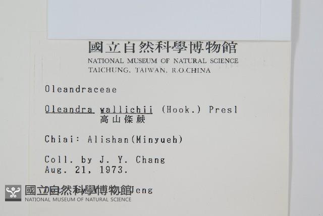 蓧蕨藏品圖，第2張