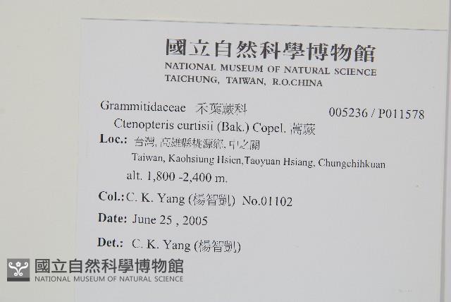 蒿蕨藏品圖，第2張