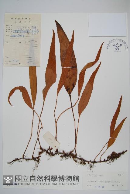 石葦藏品圖，第1張