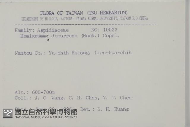 沙皮蕨藏品圖，第2張