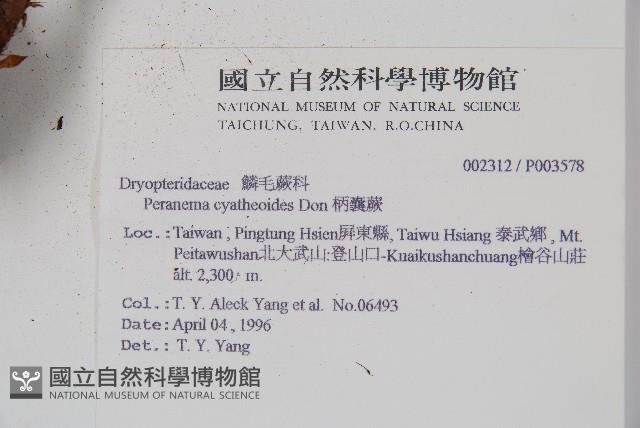 柄囊蕨藏品圖，第2張