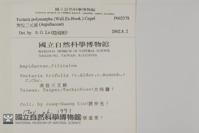 南投三叉蕨藏品圖，第2張