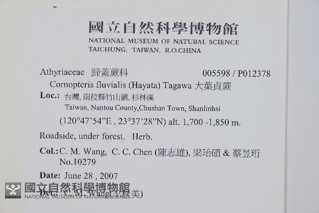 大葉貞蕨藏品圖，第2張