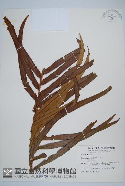 烏毛蕨藏品圖，第1張