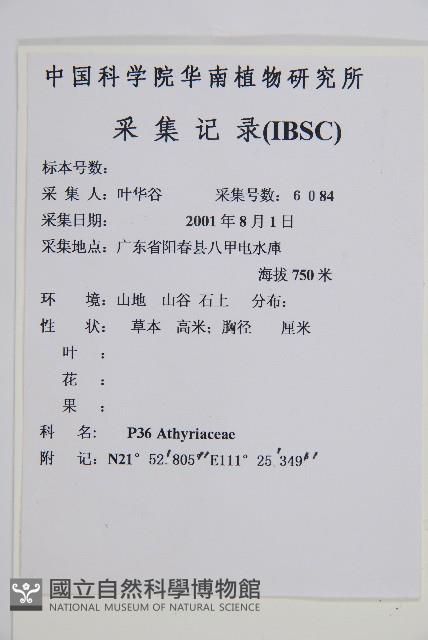 海南雙蓋蕨藏品圖，第2張