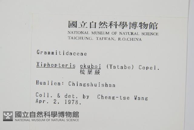 梳葉蕨藏品圖，第2張