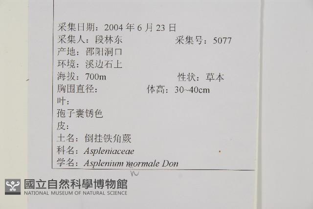 生芽鐵角蕨藏品圖，第2張