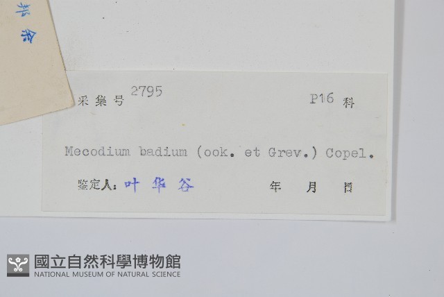 蕗蕨藏品圖，第2張