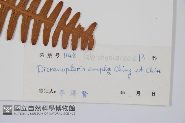 大芒萁藏品圖，第2張