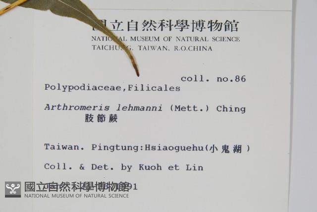 肢節蕨藏品圖，第2張