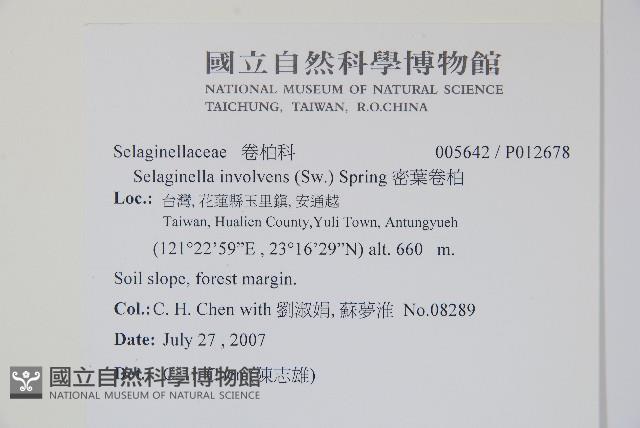 密葉卷柏藏品圖，第2張