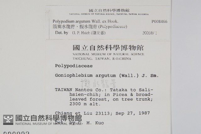箭葉水龍骨、擬水龍骨藏品圖，第2張