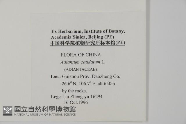 鞭葉鐵線蕨藏品圖，第2張