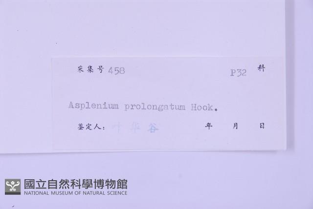 長生鐵角蕨藏品圖，第2張