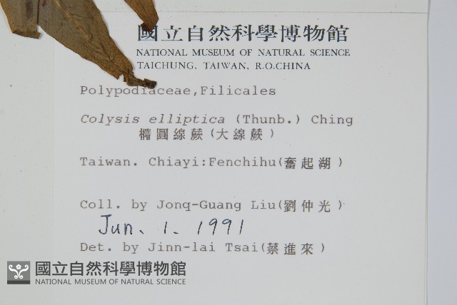 橢圓線蕨藏品圖，第2張