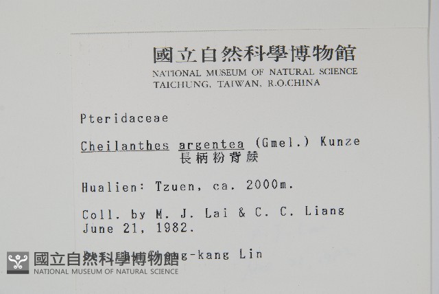 長柄粉背蕨藏品圖，第2張