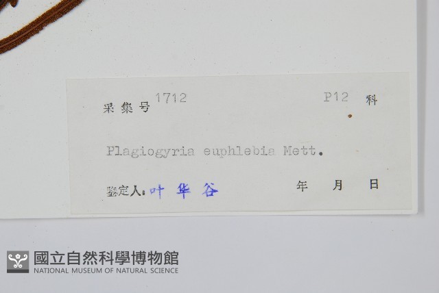 華中瘤足蕨藏品圖，第2張