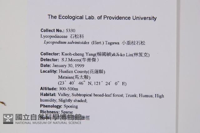 小垂枝石松藏品圖，第2張