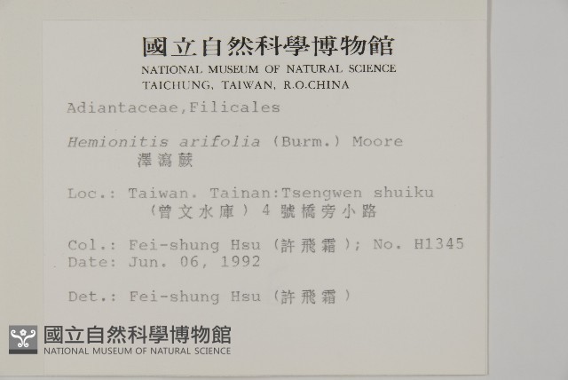 澤瀉蕨藏品圖，第2張