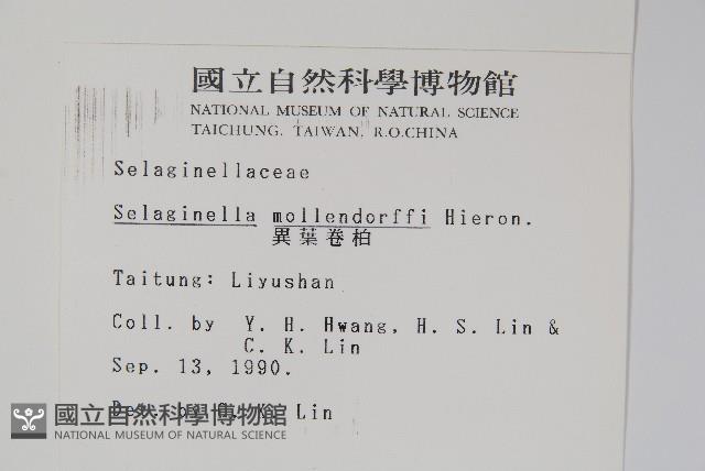 異葉卷柏藏品圖，第2張