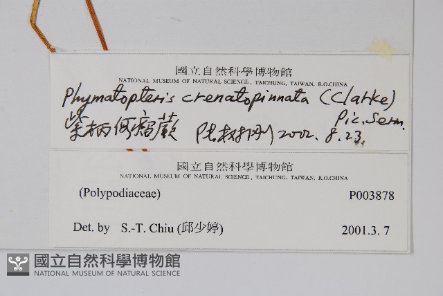 紫柄假瘤蕨藏品圖，第2張