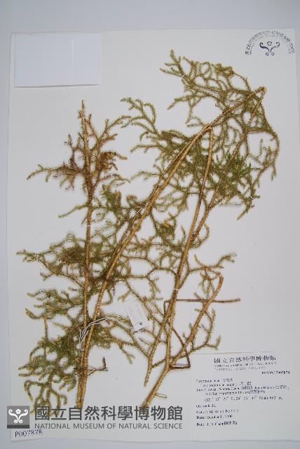 過山龍藏品圖，第1張