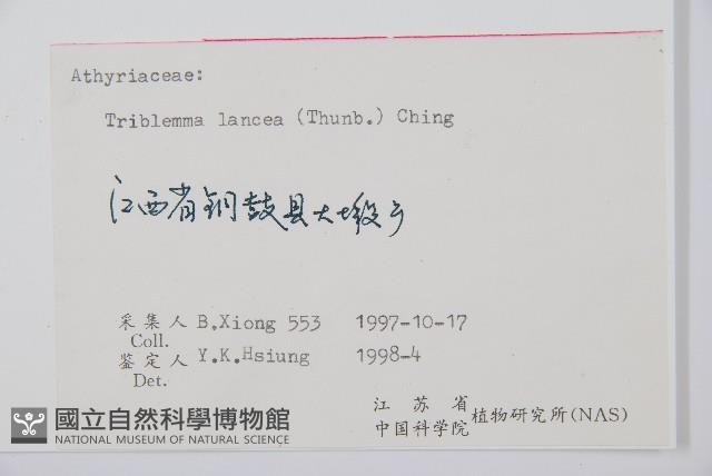 單葉雙蓋蕨藏品圖，第2張