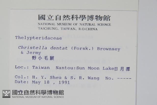 野小毛蕨藏品圖，第2張