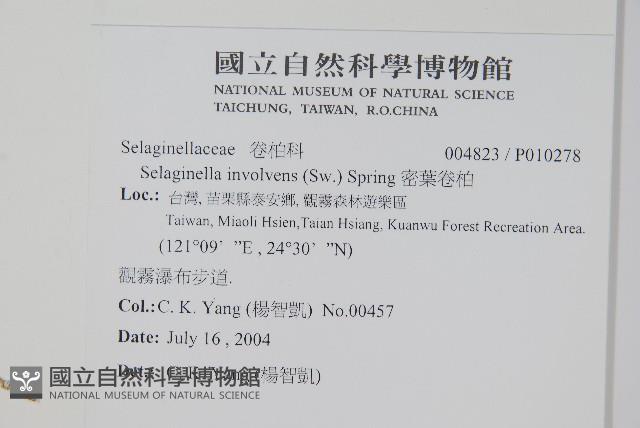 密葉卷柏藏品圖，第2張