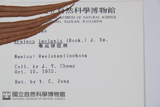 蘇鐵蕨藏品圖，第2張