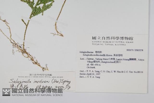 密葉卷柏藏品圖，第2張