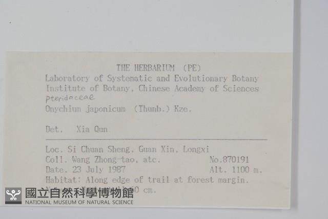 日本金粉蕨藏品圖，第2張