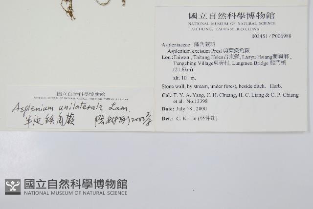 單邊鐵角蕨藏品圖，第2張