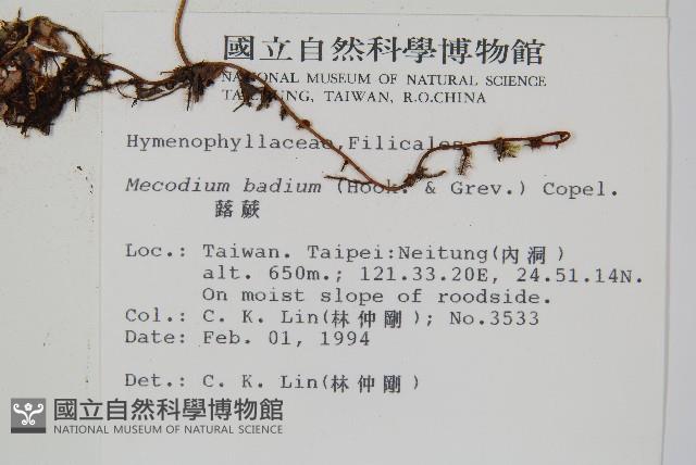 蕗蕨藏品圖，第2張