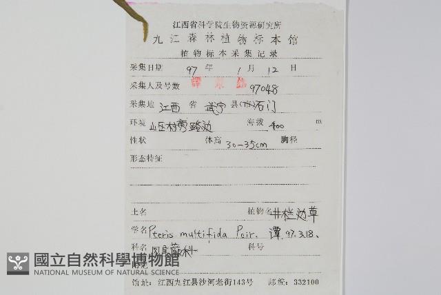 鳳尾蕨藏品圖，第2張