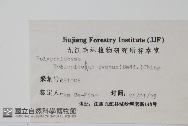 盾蕨藏品圖，第2張