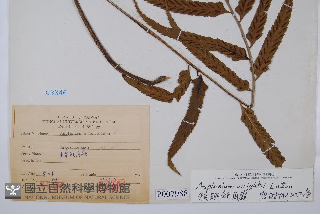 萊氏鐵角蕨藏品圖，第2張