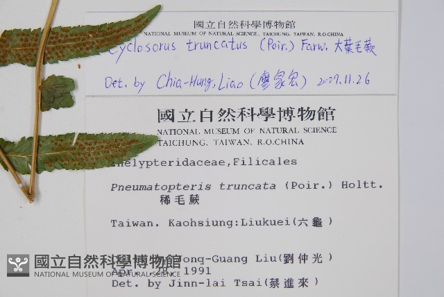 大葉毛蕨藏品圖，第2張