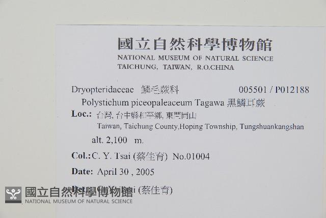 黑鱗耳蕨藏品圖，第2張